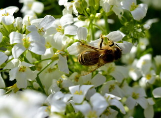 Biene auf blühender Gänsekresse - 789447941