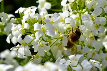Biene auf blühender Gänsekresse - 789447954