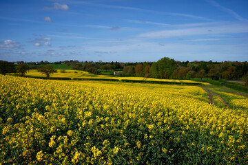 field of oilseed rape