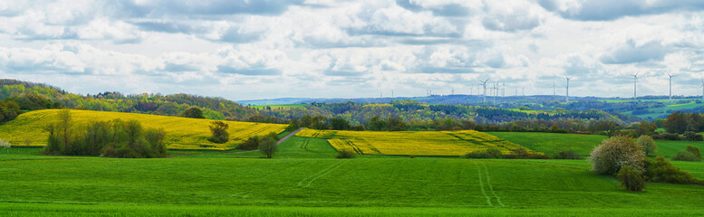 An aerial panoramic view of a large field of bright yellow blooming canola with trees in the...