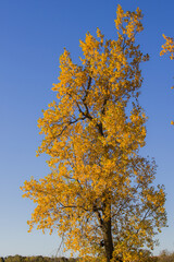 cottonwood tree in autumn