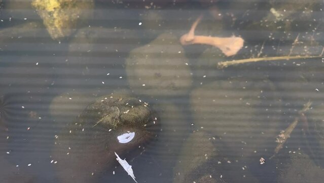 Whirligig beetl (Gyrinidae) in small puddle changed behavior in time of danger - dived under water and spinning in water column.