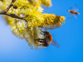 Bumblebee collecting nectar. Spring, April