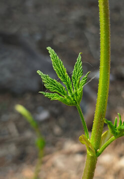 fresh hop leaf close up