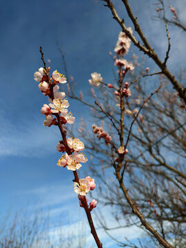 cherry blossom on a branch against the background of the sky