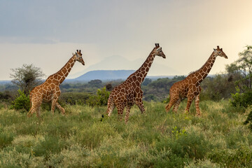 Three giraffes set against the backdrop of a majestic mountain range in Kenya, showcasing the magic...