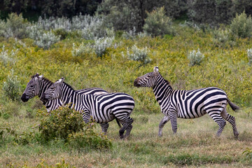 Three zebras are shown in slow motion, reflecting the wild and vibrant pulse of life in Kenya's safari landscapes