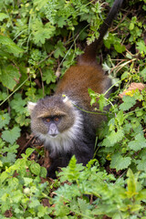 An intriguing monkey peers through lush greens, a sight common in the mysterious forests of Kenya