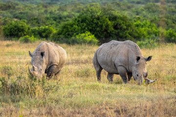 Two rhinoceroses peacefully forage among the grasslands of Africa