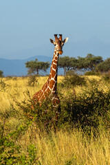 A majestic giraffe standing among the grasses of the savannah with Africa's blue skies and trees in...