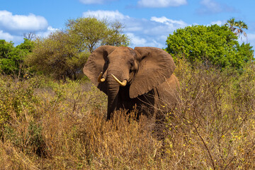 A mighty African elephant amidst the brush of a Kenya safari, with a clear blue sky and lush trees...
