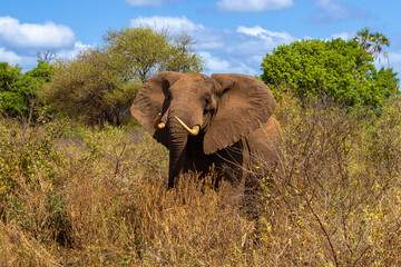 Fototapeta premium A mighty African elephant amidst the brush of a Kenya safari, with a clear blue sky and lush trees in the distance