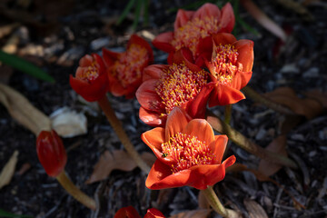 Haemanthus coccineus, blood flower, blood lily or paintbrush lily. Botanical Gardens in Melbourne, Australia