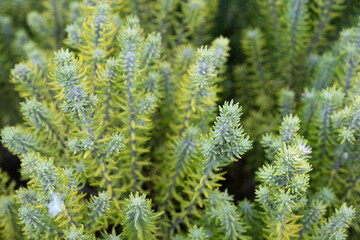 Sedum reflexum Stonecrop or Blue Stonecrop is a species of perennial succulent flowering plant in the family Crassulaceae