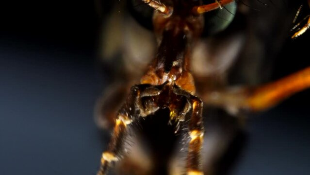 Crane Fly Close Up 