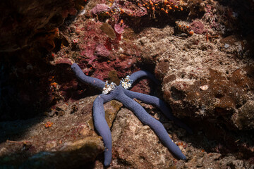 Harlequin shrimp eating starfish at coral reef photography in deep sea scuba dive explore travel activity underwater background landscape in Andaman Sea, Thailand