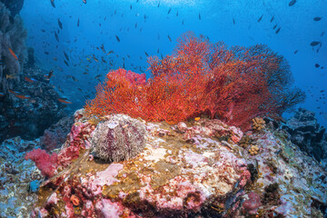 Beautiful sea fan coral reef and many fish photography in deep sea in scuba dive explore travel activity underwater with blue background landscape in Andaman Sea, Thailand