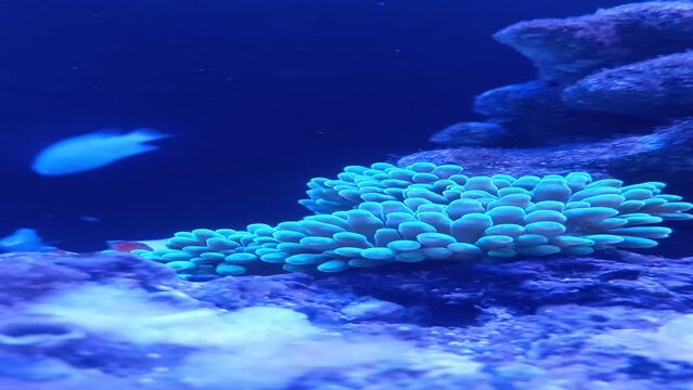 clown fish house coral reef timelapse
