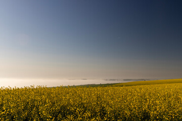 A golden sea of flowers stretches out before you, vibrant yellow petals swaying gently in the...