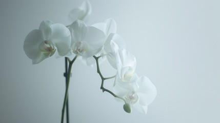 A white orchid in a vase on a table, suitable for interior design concepts