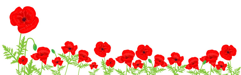 Obraz premium Vector illustration of Red Poppy flowers with leaves on transparent background