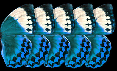 abstract pattern of blue morpho butterfly wings on black - 789462151