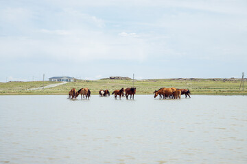 free grazing mares with foals and pregnant mares in ranch. brown horses, herd of horses in pond drink water and cool off on hot summer day. - obrazy, fototapety, plakaty