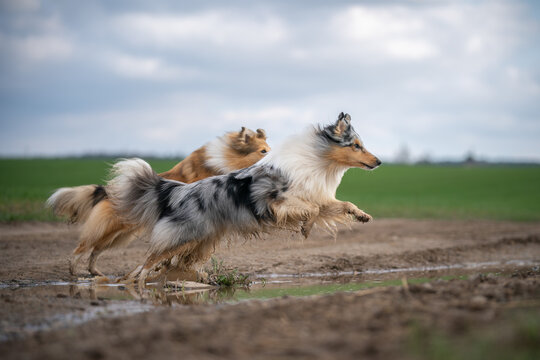 Two energetic Shetland Sheepdogs leap joyfully across a muddy field, embracing the thrill of playtime in a beautiful outdoor setting.