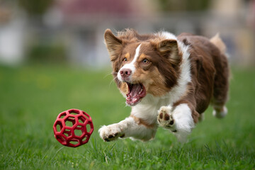 dog catching ball