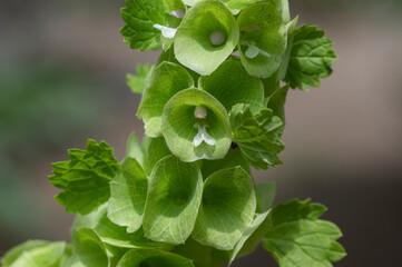Moluccella laevis apple green shell flowers in bloom, bells of Ireland flowering plant
