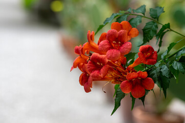 Obraz premium Campsis radicans orange red flowering plant, group of trumpet flowers in bloom on shrub branches