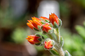 Echeveria setosa mexican fire cracker bright orange flowers in bloom, evergreen succulent flowering plant
