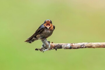A swallow sits on a small branch. with soft light  Pacific Swallow