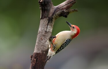 Beautiful colored birds in nature  Red-bellied woodpecker.