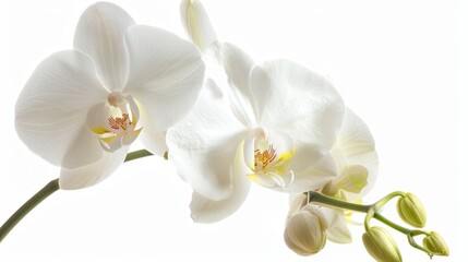 Fototapeta premium Close up of two white flowers in a vase, perfect for interior design projects