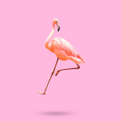 Beautiful flamingo bird isolated on pink background