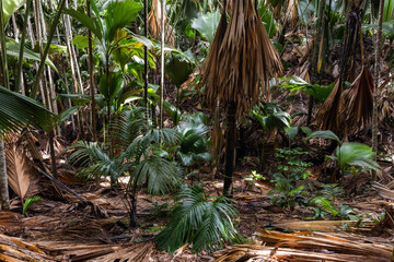 Palm forest of Vallee de Mai, Praslin, Seychelles