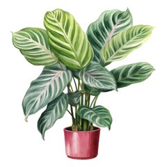 A watercolor painting of a large houseplant with green and white leaves in a pink pot.
