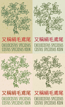 Set of drawing CHEILOCOSTUS SPECIOSUS in Chinese in various colors. Hand drawn illustration. The Latin name is COSTUS SPECIOSUS KOEN.