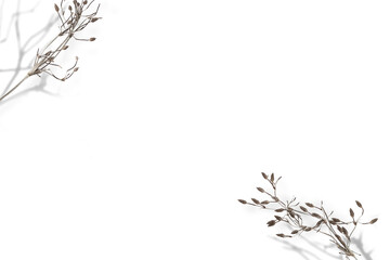 Obraz premium Png dry flower twig transparent background