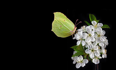 bright yellow butterfly on a branch of a blooming cherry isolated on black. butterfly on sakura flowers. brimstones butterfly.