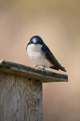 Tree swallow perched on a birdhouse during a spring season at the Pitt River Dike Scenic Point in Pitt Meadows, British Columbia, Canada