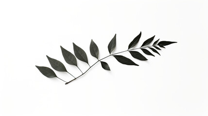 For product presentations, a leaf shadow isolated on a white background is used.