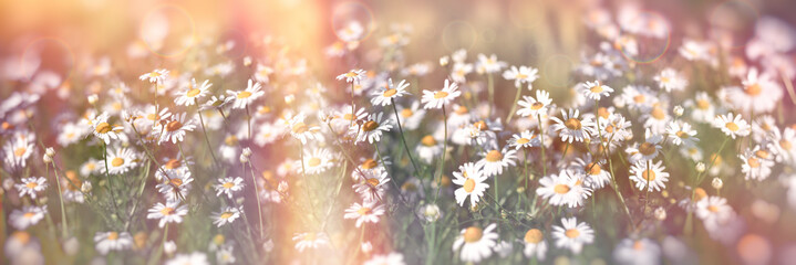 Chamomile in the meadow, blooming wild chamomile, selective and soft focus on beautiful chamomile...