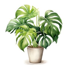 A watercolor painting of a potted Monstera deliciosa plant.