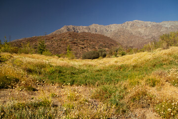 Rural scenery. Panorama view of the hills and colorful meadow under a clear blue sky. 