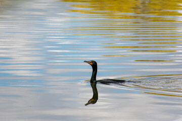 Double-crested Cormorant