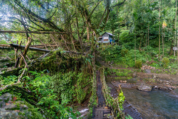 Beautiful Natural Double Decker Living Root Bridge. The legendary double-decker root bridge and...