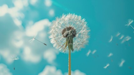 A dandelion blowing in the wind against a blue sky. Suitable for nature and freedom concepts