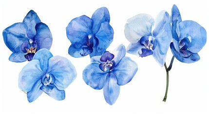 Group of blue flowers on a white background, perfect for floral designs